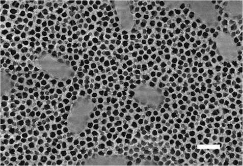 실제 실험을 통해 nanoporous membrane 표면에 항원-항체 반응으로 결합된 타겟 미생물인 E. coli O157:H7을 주사전자현미경으로 관찰한 이미지. Scale bar = 1 μm