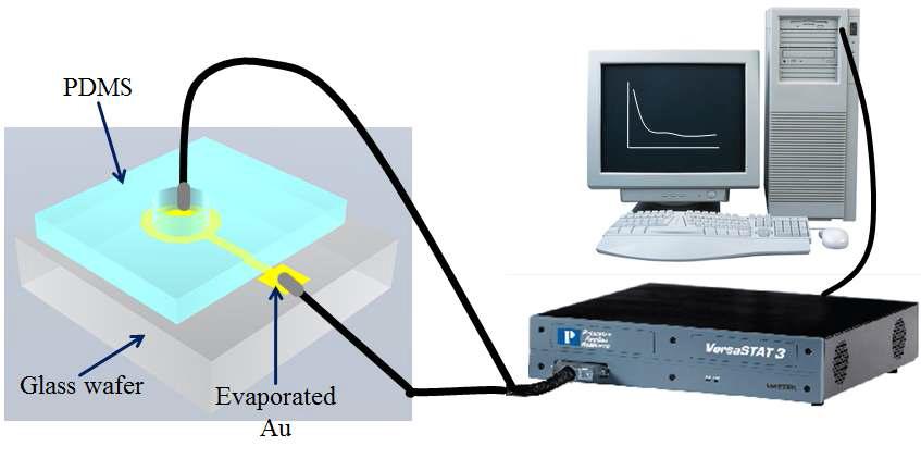 하드 마스크를 이용하여 패턴화된 금전극을 센서 칩으로 사용하였을 때, 금전극의 노출면을 PDMS로 제한하고 임피던스 계측기를 사용하여 임피던스를 측정하는 모습을 나타낸 모식도