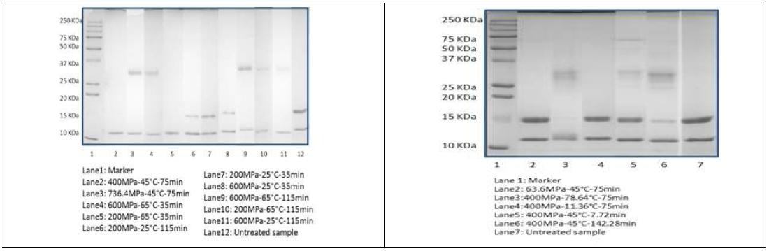 여러 가지 초고압 조건하에서 베타락토글로불린과 알파락토알부민의 SDS-PFGE