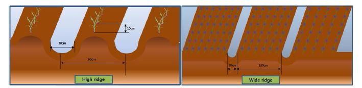 Fig. 3-13. Cultivation methods of experimental field.