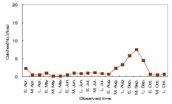 Fig. 4-2. Seasonal occurrence of black cutworm, Agrotis ipsilon Hufnagel monitored using sex pheromone trap in Milyang from 2011 to 2012