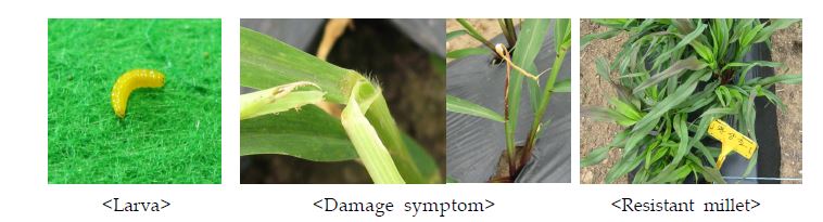 Fig. 4-3. Larva of millet stem maggot (MSM) and damage symptom of foxtail millet by MSM