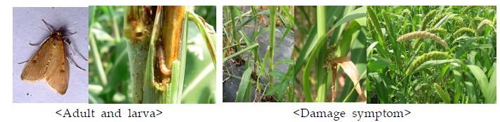 Fig. 4-5. Typical damage symptoms on foxtail millet by Asian corn borer, Ostrinia furnacalis Guenee