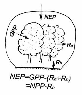 그림1-1. 순생태계생산(NEP), 총일차생산(GPP), 순일차생산(NPP) 간의 관계