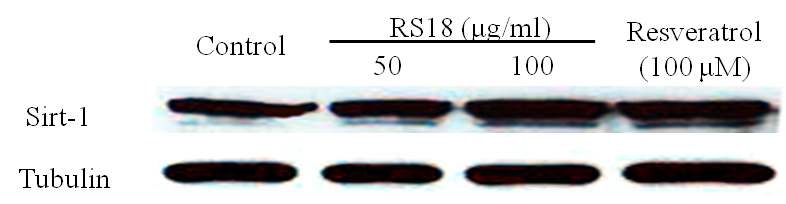 그림 3. RS18 및 resveratrol의 처리에 따른 Sirt-1 단백질의 발현 양상