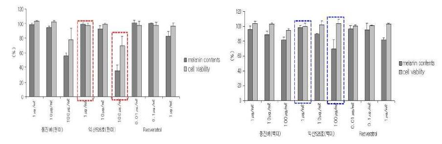 그림 11. 레스베라트롤 쌀 처리에 따른 melan-a 세포주의 세포독성 및 멜라닌 생성
