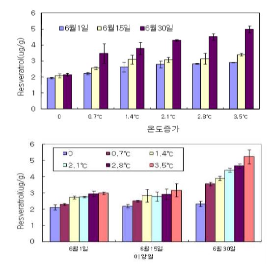 그림 18. 익산526호의 이앙시기 및 고온조건에서 종실내 레스베라트롤 함량분석