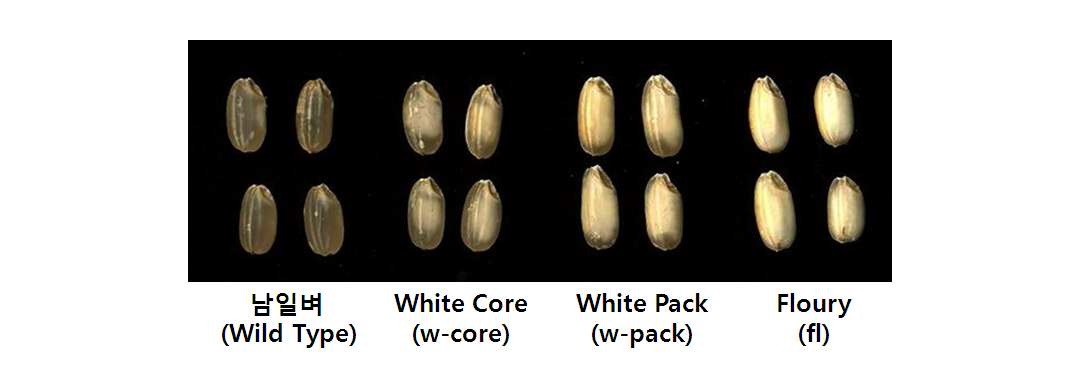 그림 1-1. 남일벼 돌연변이 후대에서 선발된 배유변이체들의 특성