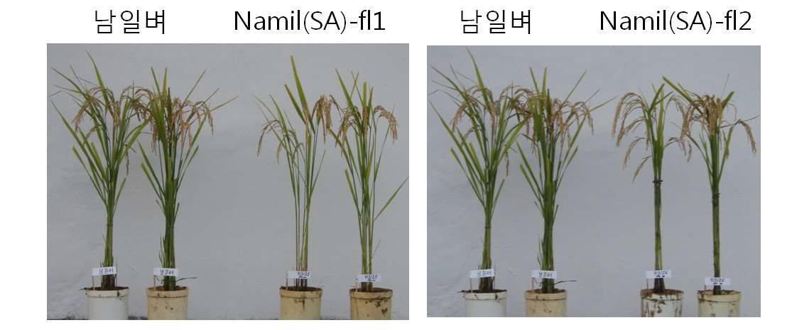 그림 1-2. 유망 분질계통 Namil(SA)-fl1 과 Namil(SA)-fl2 의 외관