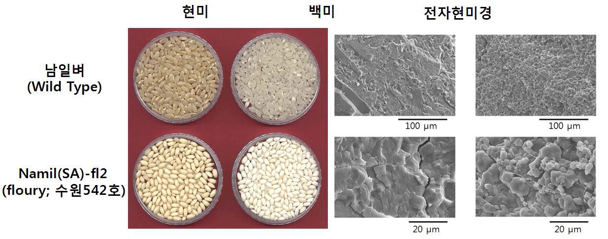 그림 1-3. 남일벼와 분질계통 [Namil(SA)-fl2; 수원542호]의 현/백미 외관 및 배유 절단면 전자현미경 관찰