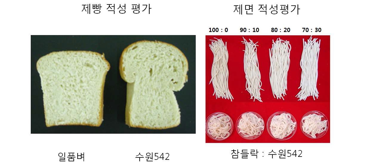 그림 1-6. 건식제분으로 생산된 Namil(SA)-fl2 (수원542호)의 쌀가루를 이용한 제빵 및 제면 적성평가