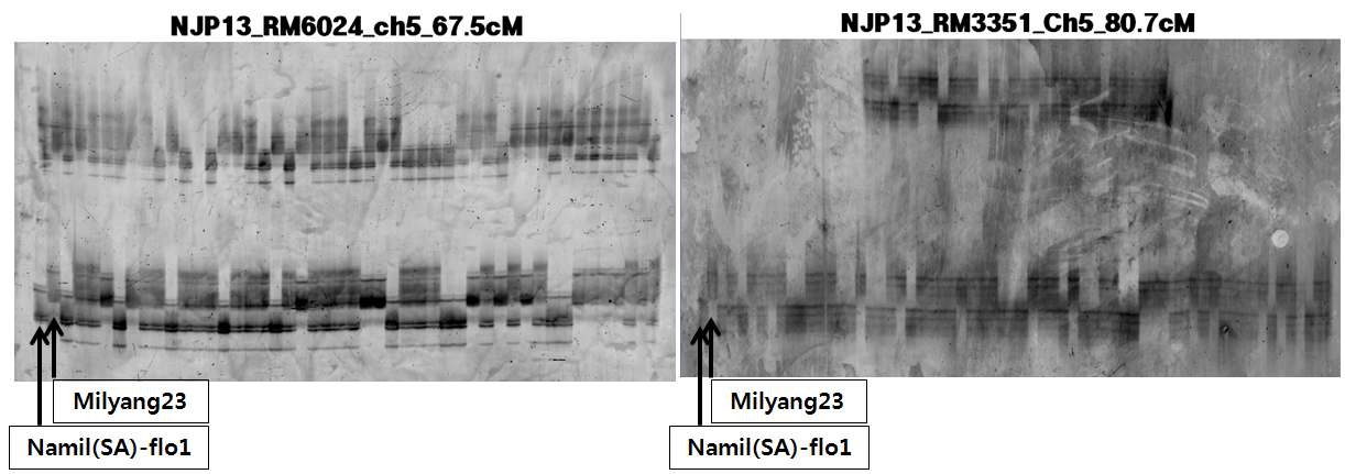 그림 1-8. SSR 마커를 이용한 Namil(SA)-flo1 X 밀양23호 교잡후대(F2) 집단 내 개체들에 대한 유전자형 판정 및 연관지도 작성