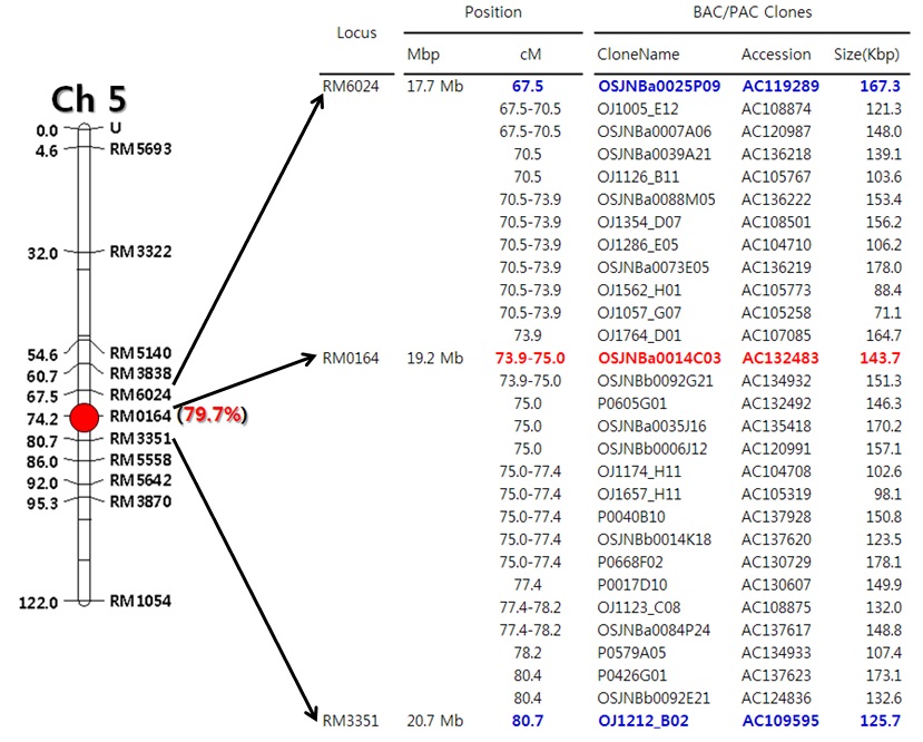 그림 1-9. 남일벼 유래 분질계통, Namil(SA)-fl1의 분질특성지배 유전자위 부위에 대한 고밀도 유전자지도 및 이에 대응하는 벼 유전체정보 내 BAC/PAC 클론들에 대한 물리정보