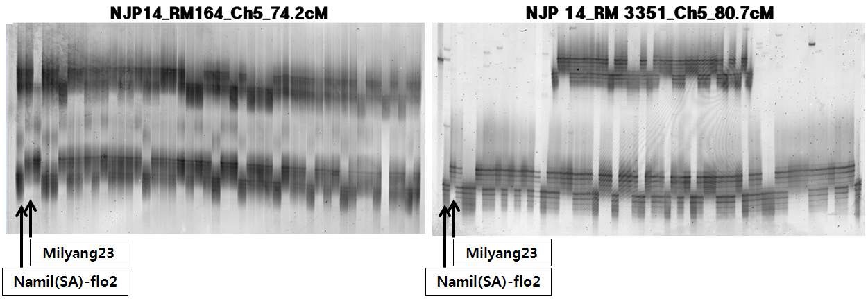 그림 1-11. SSR 마커를 이용한 Namil(SA)-flo2 X 밀양23호 교잡후대(F2) 집단 내 개체들에 대한 유전자형 판정 및 연관지도 작성