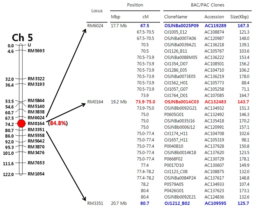 그림 1-12. 남일벼 유래 분질계통, Namil(SA)-fl2의 분질특성지배 유전자위 부위에 대한 고밀도 유전자지도 및 이에 대응하는 벼 유전체정보 내 BAC/PAC 클론들에 대한 물리정보