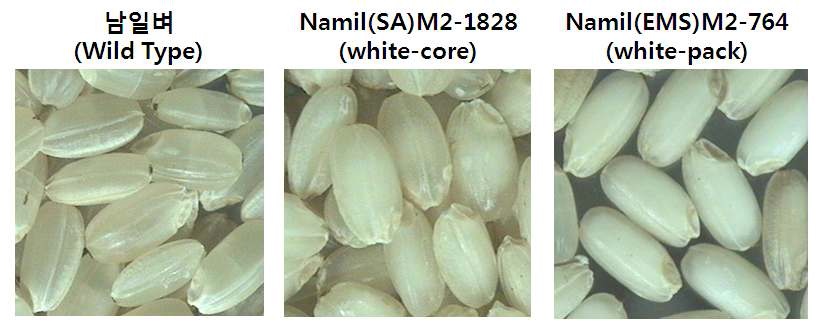 그림 2-1. 남일벼 돌연변이 계통들 중 현미외관 평가를 통해 확보된 심백미(white-core) 와 뽀얀메(white-pack) 배유체들