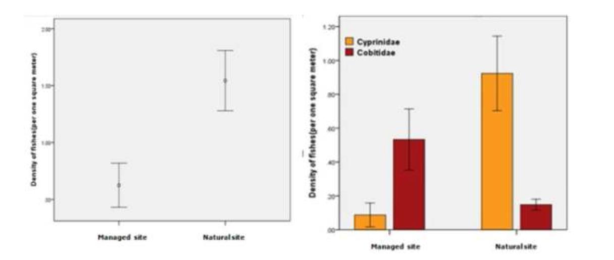 수변 농경지(natural site)와 비수변 농경지(managed site)의 어류 밀도 비교