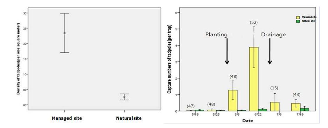 수변 농경지(natural site)와 비수변 농경지(managed site)의 어류 밀도 비교