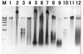 군집별 대표미생물의 chromosomal DNA 확인