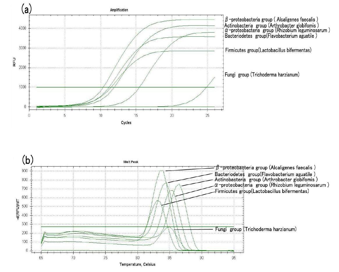 세균 군집분석을 위한 Real-time PCR 조건 확인(primer Eub338 and primer Eub518)