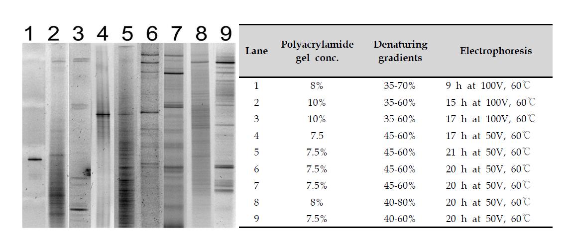 Polyacrylamide 비율과 Denaturing gradients DGGE pattern 분석 조건(세균)