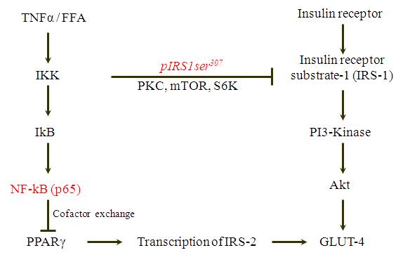 Schematic shows mechanisms of TNF/FFA-mediated inhibition of insulin signaling pathway.