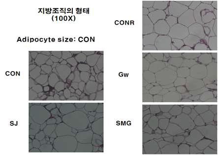 Light microscopic images (X100）of epididymal adipose tissue of OLETF rats fed diets containing halophytes for 12 weeks.