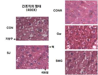 Light microscopic images (X100）of liver tissue of OLETF rats fed diets containing halophytes for 12 weeks.