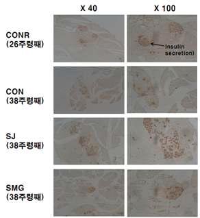 Immuno histogram (X100）of pancrease β-cell of OLETF rats fed diets containing halophytes for 12 weeks.