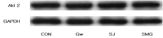 Expression level of Akt 2 in adipose tissue of rats fed diets containing different types of halophytes at the age of 28 weeks.