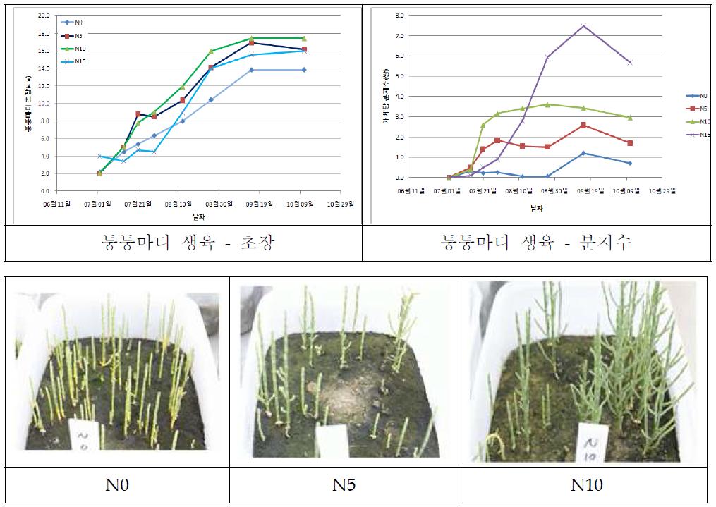 질소 시비량에 따른 퉁퉁마디의 생육