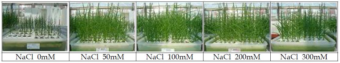 양액재배조건에서 염농도 별 퉁퉁마디의 생육모습