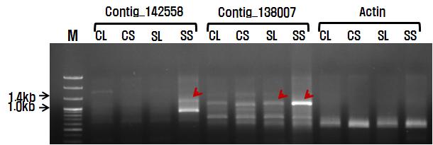 염 처리구에서 높게 발현되는 유전자들의 RT-PCR 결과