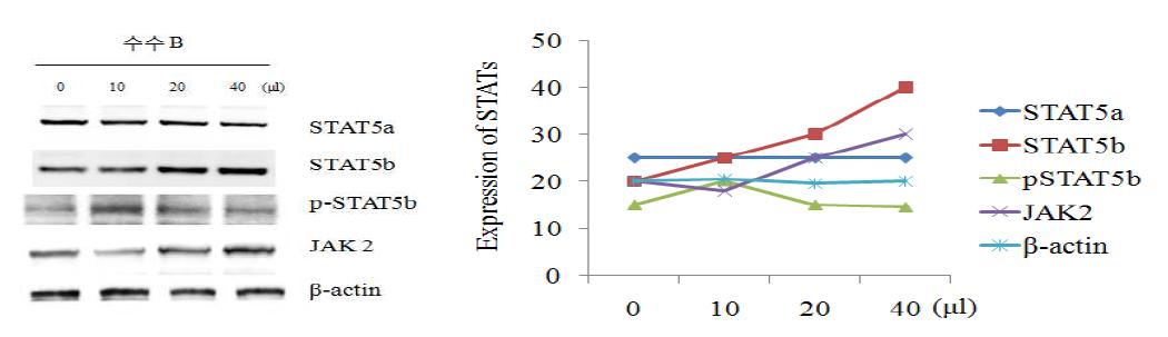 수수 추출물이 동물 조골세포(UMR-106)에서 JAk2/STAT5 pathway 단백질의 발현량 증가에 미치는 영향.