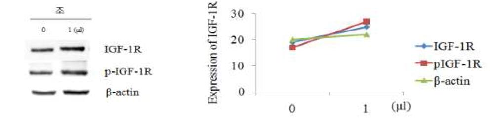 조 추출물이 동물 조골세포(UMR-106)에서 IGF-1R 및 p-IGF-1R 단백질의 발현량 증가에 미치는 영향.