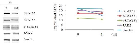 조 추출물이 동물 조골세포(UMR-106)에서 JAk2/STAT5 pathway 단백질의 발현량에 미치는 영향.