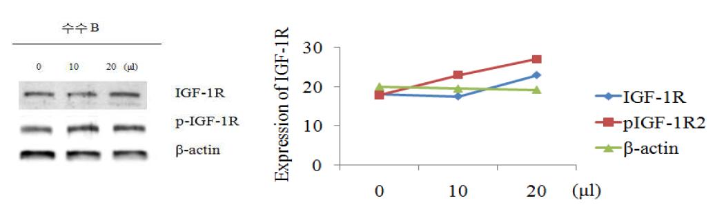 수수 추출물이 사람 조골세포(MG63)에서 IGF-1R 및 p-IGF-1R 단백질 의 발현량 증가에 미치는 영향.