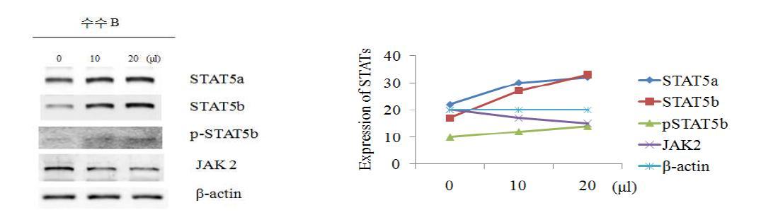 수수 추출물이 사람 조골세포(MG63)에서 JAk2/STAT5 pathway 단백질의 발현량 증가에 미치는 영향.