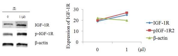 조 추출물이 사람 조골세포(MG63)에서 IGF-1R 및 p-IGF-1R 단백질의 발현량 증가에 미치는 영향.