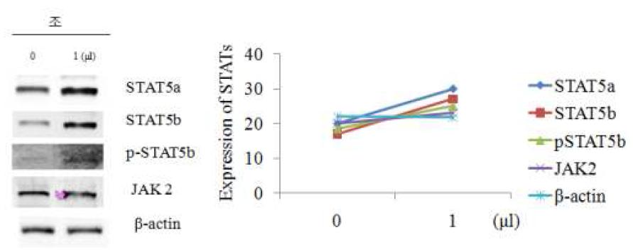 조 추출물이 사람 조골세포(MG63)에서 JAk2/STAT5 pathway 관련 단백질의 발현량 증가에 미치는 영향.