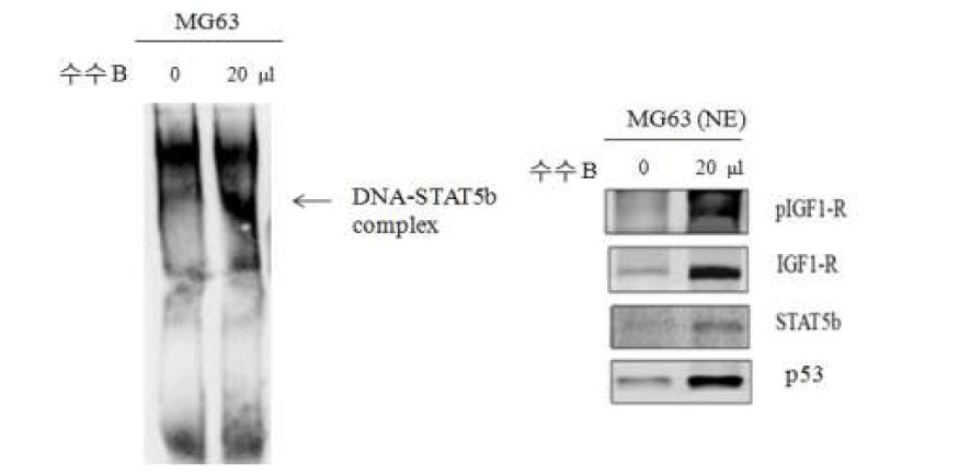 수수 추출물의 세포 핵 내 단백질(p-STAT5)-유전자(IGF-1R) 간 결합능력의 증가 효과.