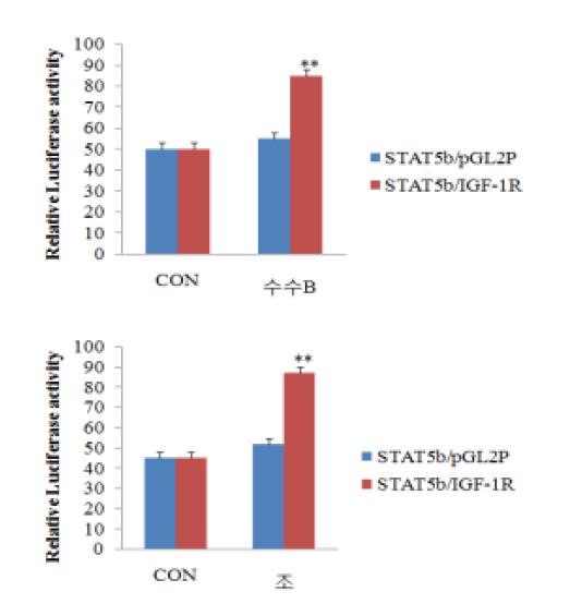 수수 및 조 추출물의 세포 내 유전자 상호 간(STAT5b-IGF-1R) 협력기능 효과.