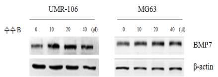 수수 추출물이 조골세포(UMR-106, MG63)에서 BMP7 단백질의 발현량 증가에 미치는 영향.