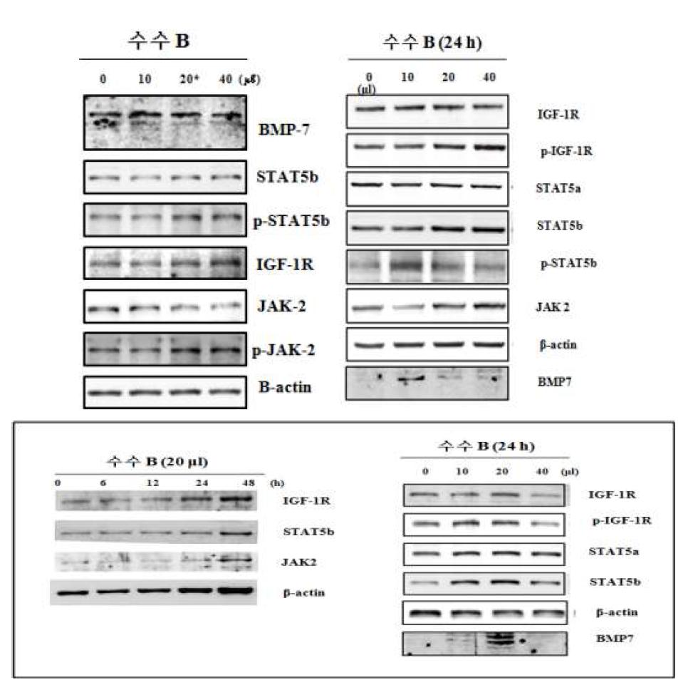 수수 추출물이 조골세포(A: MC3T3, B: UMR-106, C: MG63)에서 IGF-1R 및 p-IGF-1R 단백질 발현량과 JAk2/STAT5 pathway 단백질의 발현량 증가에 미치는 영향.