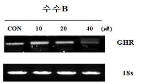 수수 추출물이 동물 조골세포(UMR-106)에서 GHR 유전자 발현량 증가에 미치는 영향.