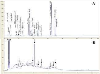 The chromatograms of phenolic compounds found in standard mixture (A) and sorghum with pin mill (B).