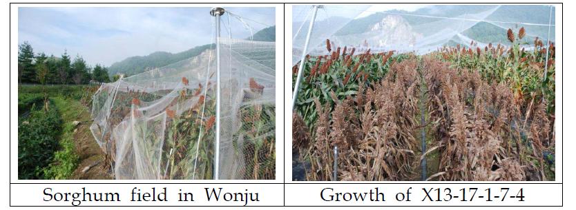 The Growth of sorghum in 2012.