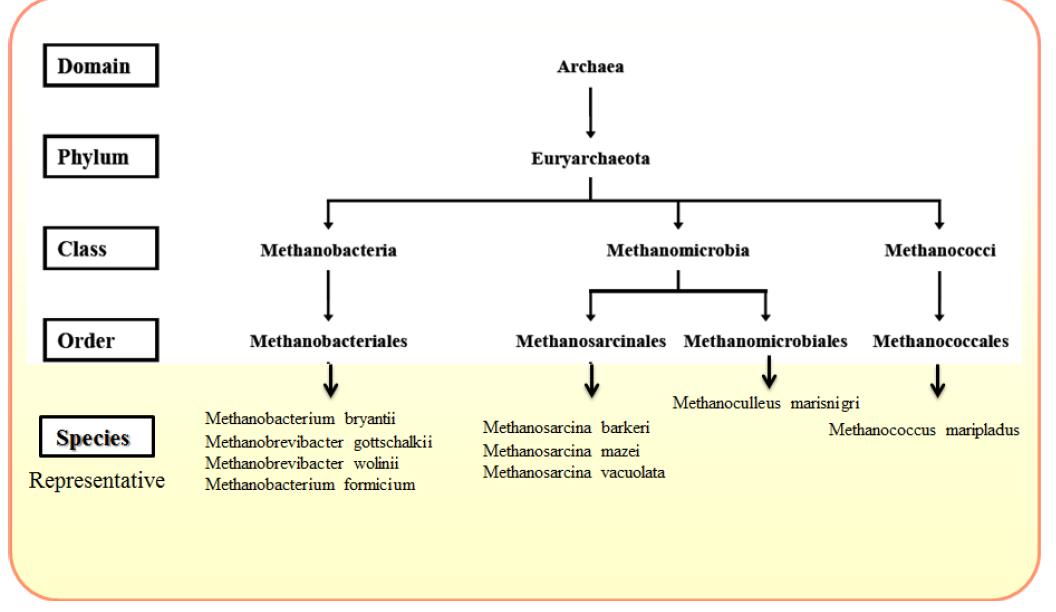 Methanogenic archea.