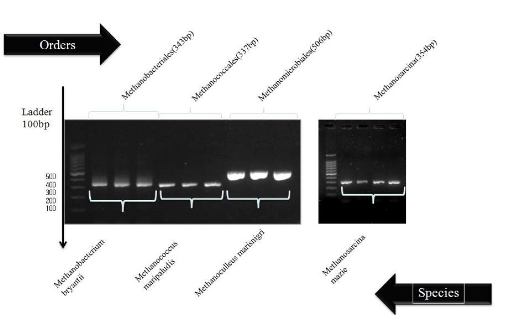 PCR analysis for standard strains belonging to the 4 orders of methanogenic archea.