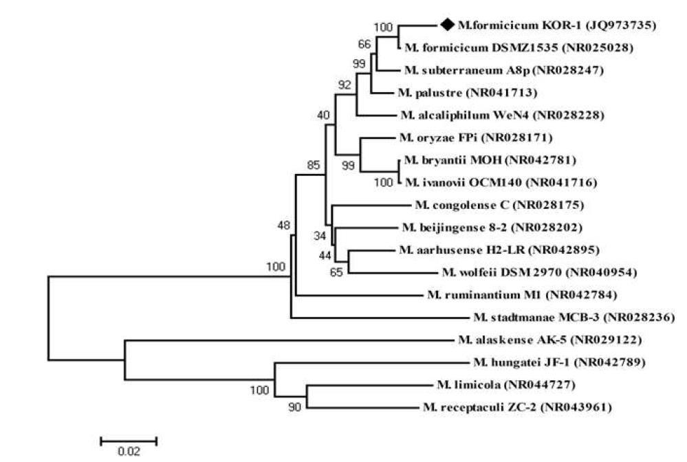 Phylogenetic dendrogram of 16S rRNA gene sequences showing the position of Methanobacterium formicicum strain KOR-1 relative to other species of the genus Methanobacterium as well as selected reference sequences of methanogens.